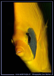 The face of a Yellow Butterfly Fish... Que du bonheur... ... by Michel Lonfat 